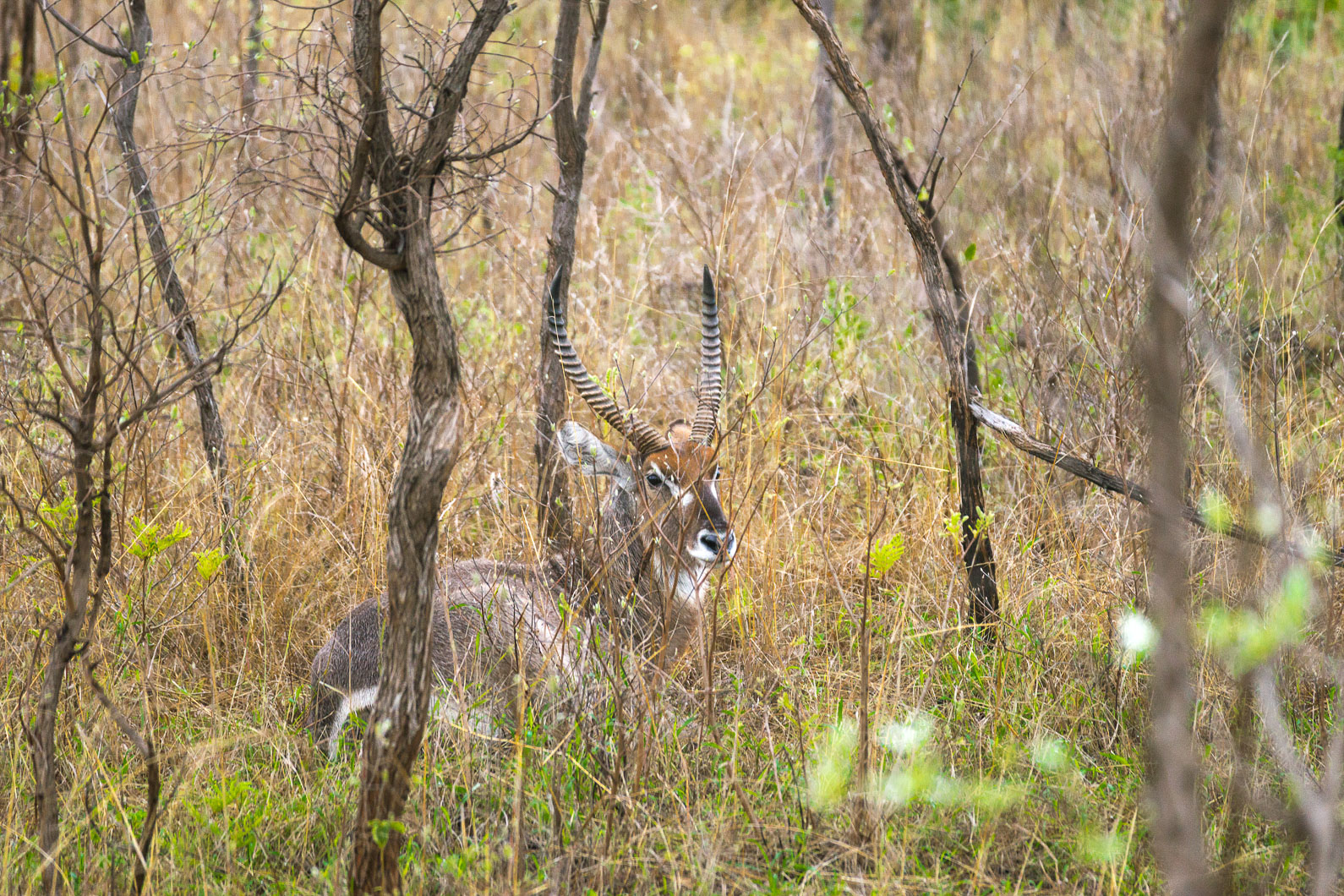 20161112 072653 Wasserbock